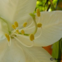 Bauhinia acuminata L.